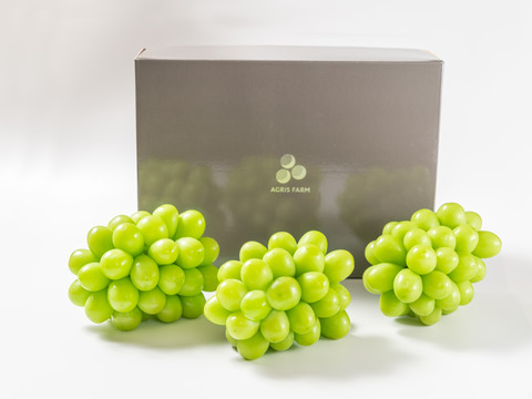 贈答用】 岡山県産シャインマスカット 3房 予約販売！9月中旬より順次