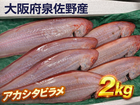 大阪泉佐野産　アカシタビラメ（2ｋｇ）煮つけ、唐揚げなどにおススメ！！