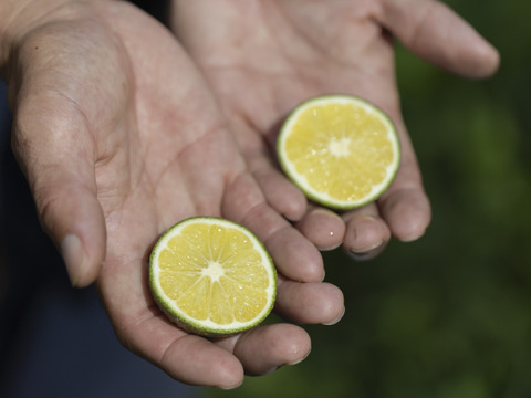 爽やかな香り！自然栽培摘果みかん　４ｋｇ