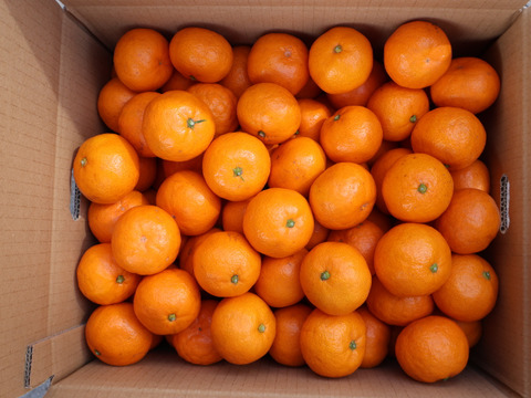 【冬ギフト】農家直送！有田みかん10kg≪Sサイズ 秀品≫【平武農園】～蛍飛ぶ町から旬の便り～　和歌山｜有田｜田口｜ギフト｜こだわり　産地直送　お取り寄せ