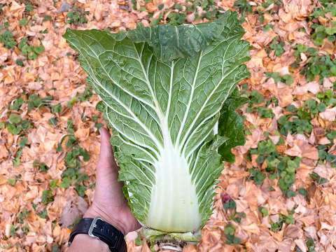 【自然栽培白菜×激辛唐辛子】おうちで手作りキムチセット 産地直送 栽培期間中農薬不使用 掘りたての白菜をお届け 化学肥料不使用 白菜2玉(約2kg) 乾燥唐辛子 100g