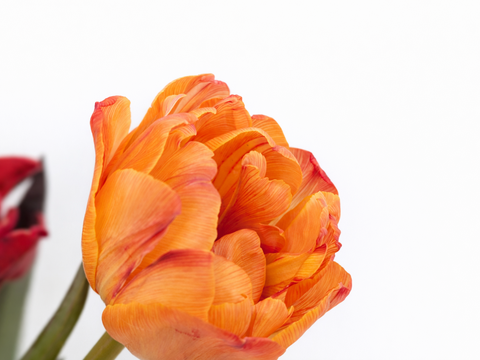 フラワーバレンタイン！　チョコレートチューリップ　（染チューリップ）　2月13日（金）発送　3～4 品種　10本　　※北海道・沖縄発送不可※