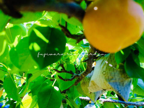 ✴︎限定✴︎【新高】3kg 大玉6玉入り【贈答用】　しっかり甘い＊食べ応えも大満足＊男性に人気！！庄内甘熟梨 ✴︎即日発送✴︎