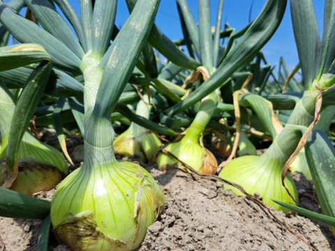 【野菜ソムリエサミット金賞🏆】淡路島玉ねぎ10kg