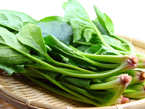 【茨城県産地直送】「朝採れほうれん草 」150g×7袋【計1kg】収穫時期7月下旬