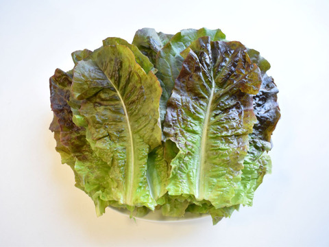 和らぎ農法　チマサンチュ　大（1袋）