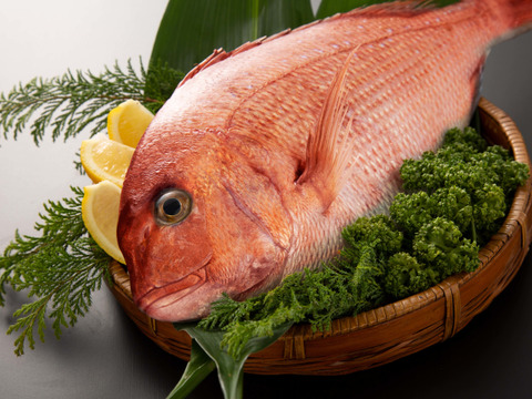 【３枚おろし・皮なし】お正月用・祝い鯛のご予約を受付開始！受付は12/26まで※必ず下記説明をお読みください※