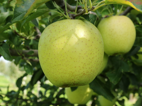 【先行予約・11月上旬収穫】王林 青りんごの代表格 家庭用 2.5kg (6〜12個)