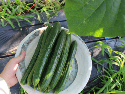 朝採り新鮮：A級品『きゅうり』2㎏（約20本）