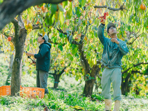 プレミアム干柿SHUKU「西条柿」4玉
