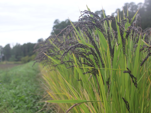 ２００ｇ×４　古代米ミックス黒赤緑　農薬不使用　有機肥料使用　有機ＪＡＳ