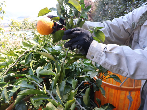 農家直送！きよみオレンジ　家庭用10kg  【平武農園】〜蛍飛ぶ町から旬の便り〜　和歌山｜有田｜田口｜ギフト