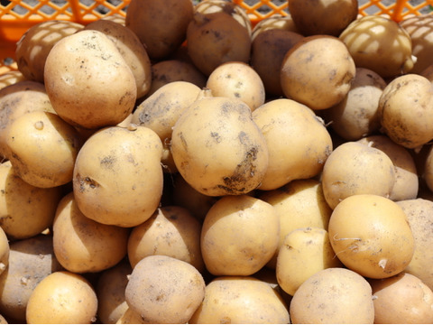 【カレーやシチューにめっちゃ美味い】ちょっと珍しい新じゃがいも「とうや」割安な大容量（4.5㎏）