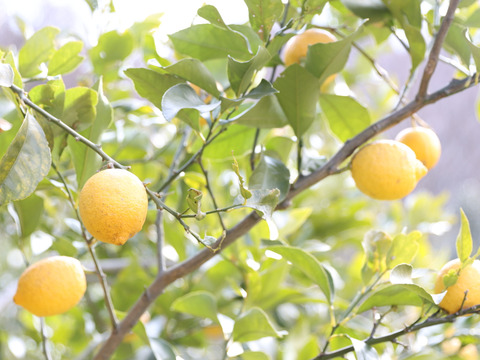 瀬戸内の恵み、無肥料栽培の島レモン！3kg