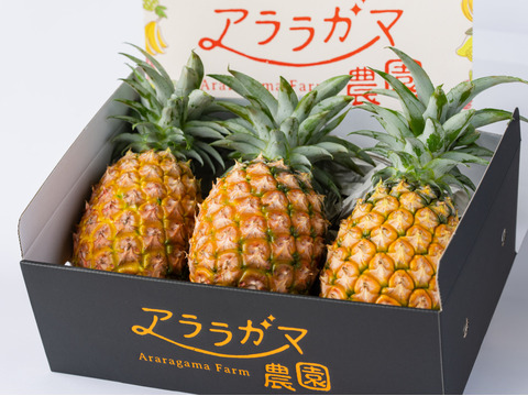 ピーチパイン発祥農園がつくる幻の完熟ピーチパイン！2㎏（3～4玉）