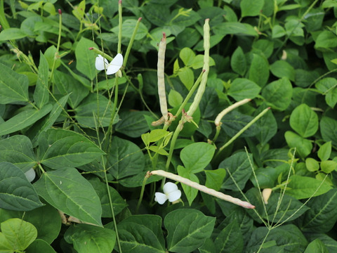 ＊規格外・B品＊◎自然栽培◎黒ささげ 1.5kg《令和6年・山形県鶴岡産》