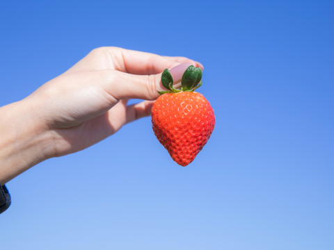 冷凍あまおう２キロ