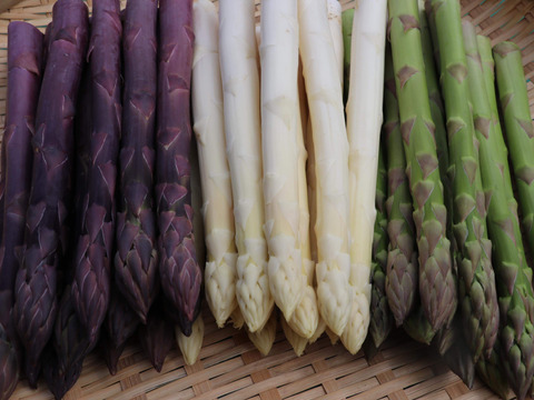 (3色)[有機JASホワイト3L&グリーン2L&パープル2L]カルデラの貴婦人&貴公子&紫宮女(アスパラガス)(北海道)(春芽)