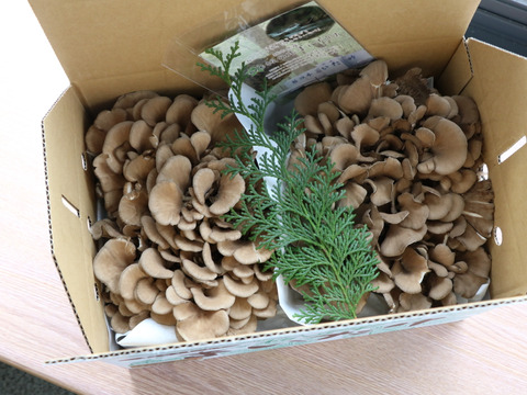 フワッと濃厚な香りが広がる大輪の花のようなまいたけ ～宮内庁献上品～（栃の木舞茸　２株入）