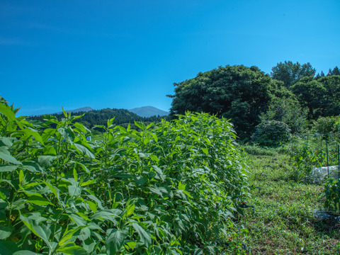 自然栽培 めずらしいフランス種 紅菊芋 約1kg 山形県産 食べチョク 農家 漁師の産直ネット通販 旬の食材を生産者直送