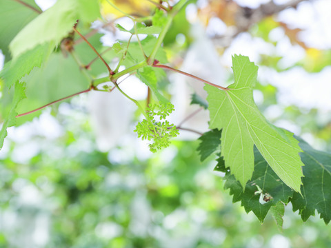 目にも鮮やか！大粒3色種なしぶどうセット１４００ｇ以上（計３房）