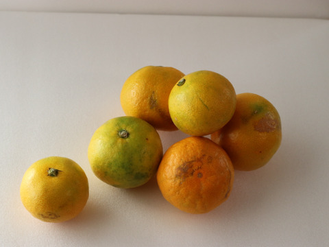 甘酸っぱい！極早生有田みかん5kg【わけあり】