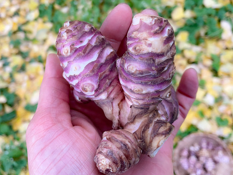 【土付きでお届け！】生菊芋  紅菊芋10kg 長期保存可能 宮城県産 シャキシャキ食感 生きくいも 菊芋 赤菊芋 栽培中農薬不使用  自然栽培 化学肥料不使用 キクイモ きくいも 皮ごと食べれる 生食