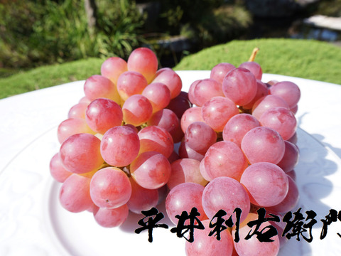 【家庭用】平井利右衛門の赤ぶどう（コトピー/5～6房）