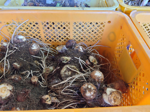 芋煮の本場・山形から！ねっとり里芋『女早生』1kg：山形県産のその他