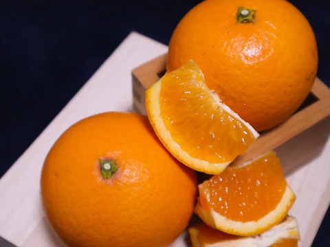 【お試し2kg箱】旬の柑橘で味比べ！柑橘セット