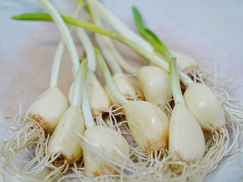 【農薬・肥料不使用】アクアポニックス発芽黄ニンニク10本セット