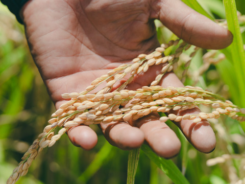 令和8年米　特別栽培米コシヒカリ 10㎏