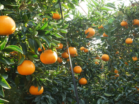 柑橘の大トロせとか！(訳あり 2kg)