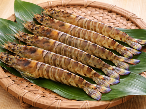 🦐幻の天然個体🦐養殖では辿り着けない希少水揚げ『天然国産車エビ』長州床波ブランド【9月上旬予約】