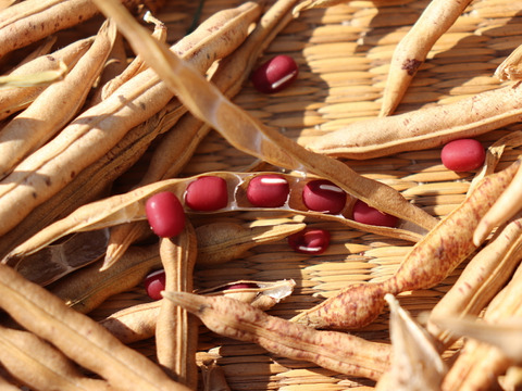 【1月のお届け】◎自然栽培◎大納言あずき2kg 《令和7年収穫・山形県鶴岡産》