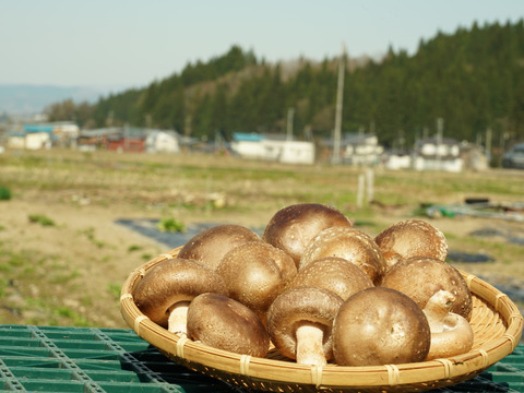 肉厚ジュワっと系「秋田」原木しいたけ（1kg）