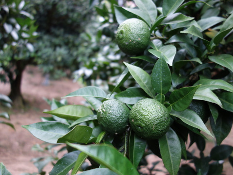 有機JAS 青ゆず５キロ -2025年産-