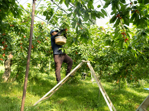 【予約】さくらんぼ食べ比べセット1.6kg 7月初旬～中旬発送