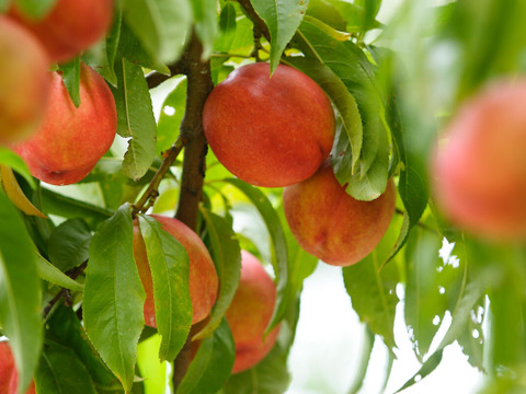 ※家庭用※ジューシーで甘酸っぱい！！夏にピッタリな『ネクタリン』2kg