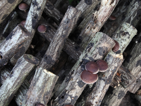 『旨味最強レベル！』原木で育てた「乾燥原木しいたけ」７０ｇ