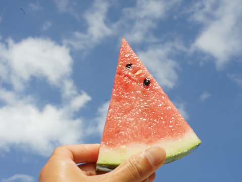 【7/20頃~発送】あま〜い！尾花沢スイカ2~3L(7~８kg)１玉