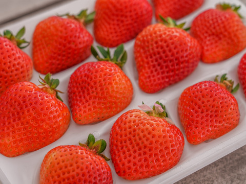 紅白極上あまおう400ｇ　～ベロアギフトボックス～【冬ギフト】