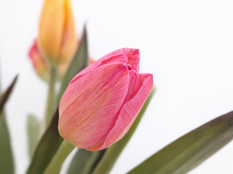 フラワーバレンタイン！　チョコレートチューリップ　（染チューリップ）　2月13日（金）発送　3～4 品種　10本　　※北海道・沖縄発送不可※