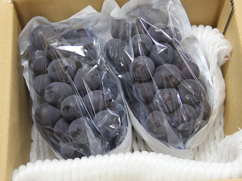 【ぶどう好きのための】種なし巨峰 家庭用・約900g（2房）【朝どれ】