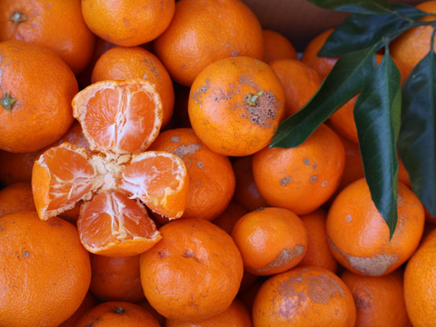 農家直送！有田みかん 訳あり5kg【平武農園】～蛍飛ぶ町から旬の便り～　和歌山｜有田｜田口｜ギフト｜こだわり