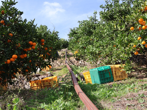 【冬ギフト】農家直送！有田みかん2kg≪2Sサイズ（小玉）秀品≫【平武農園】～蛍飛ぶ町から旬の便り～　和歌山｜有田｜田口｜ギフト｜こだわり　産地直送　お取り寄せ