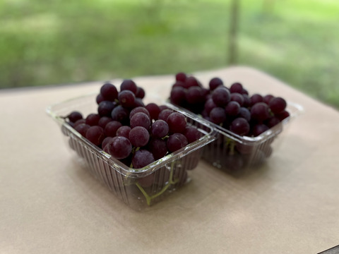 中粒ブドウ食べ比べ【ナイアガラ×レッドナイアガラ】２kg [NgRnW]