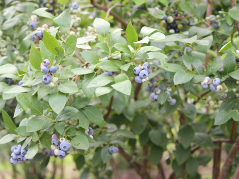 冷凍ブルーベリー（大・中・小粒のミックス）1kg