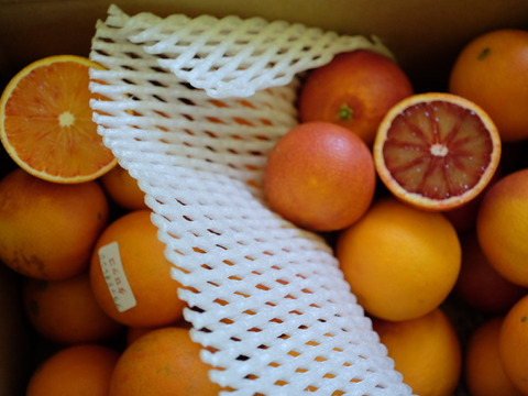 【食べチョクに初販売　初売り記念で通常3900円を3150円で】ブラッドオレンジ　家庭用5箱㎏　2026年４月末の出荷まで