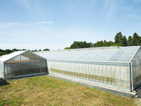 【たっぷり1kg】水耕栽培パクチー（根付き）｜　クール便でお送りします。